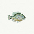 Blue Gill Fish Miniature Watercolor Painting