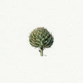 Artichoke Miniature Watercolor Painting