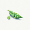Sweet Pea Miniature Watercolor Painting