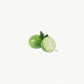 Limes Miniature Watercolor Painting