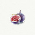 Fig Miniature Watercolor Painting