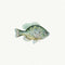 Blue Gill Fish